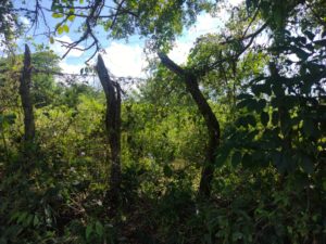 finca en venta